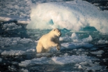 Hurtigruten MS Polar Star images